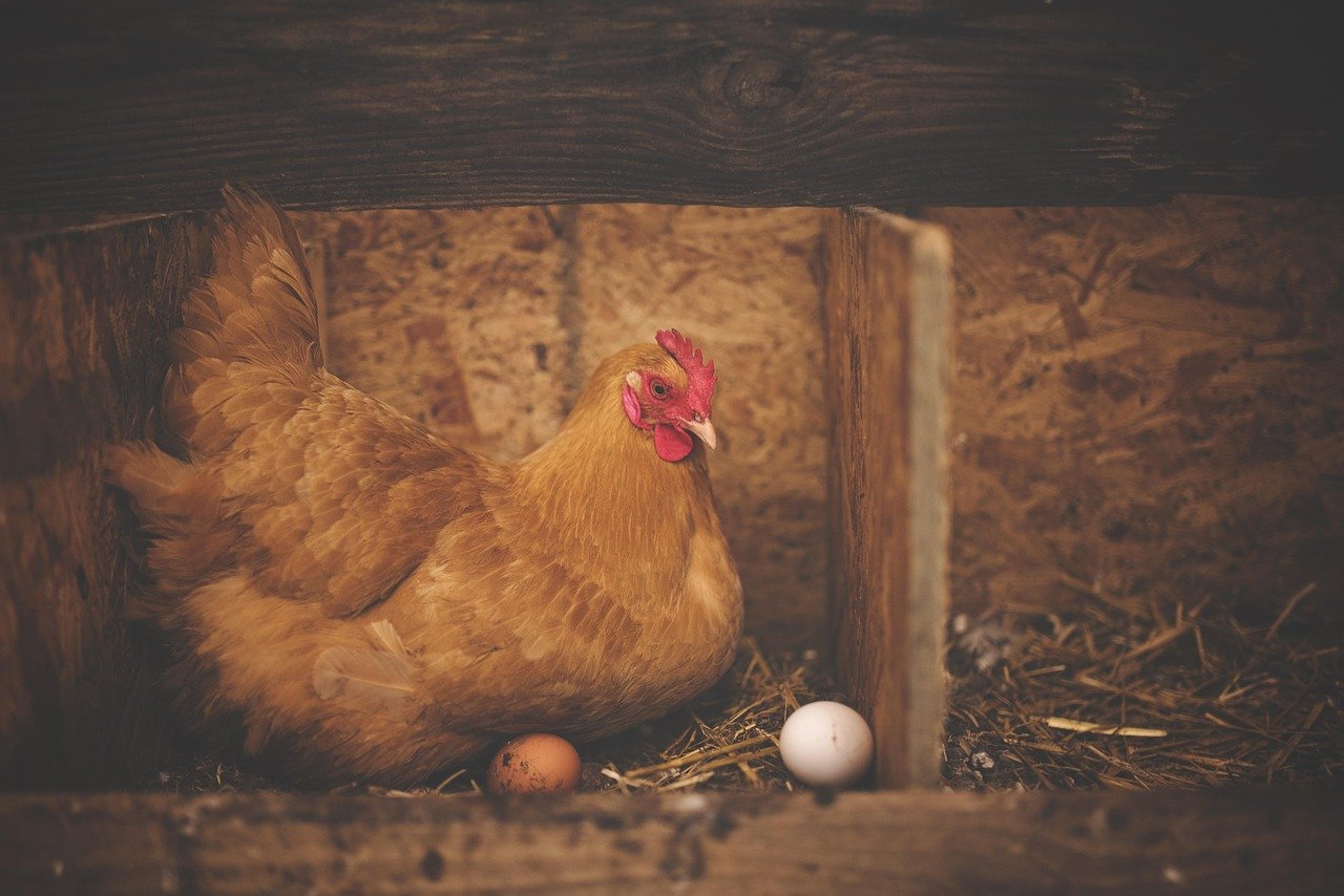 Fur Hen: The Unique Silkie Chicken with Fur-Like Feathers