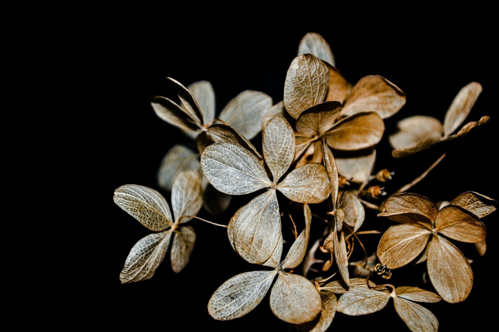 Levapioli